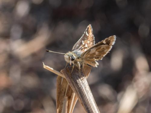 Réf. 264 928 : Spialia sertorius